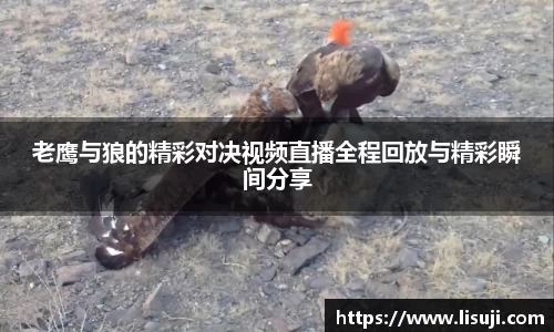 老鹰与狼的精彩对决视频直播全程回放与精彩瞬间分享